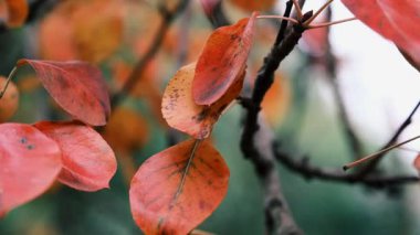 Altın sonbahar yaprağı hafif bir esintide sallanıyor, ılık bir ışıkta parlıyor, arka planı bulanık, sakin mevsimsel şiirler çağrıştırıyor..