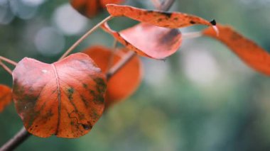 Altın sonbahar yaprağı hafif bir esintide sallanıyor, ılık bir ışıkta parlıyor, arka planı bulanık, sakin mevsimsel şiirler çağrıştırıyor..