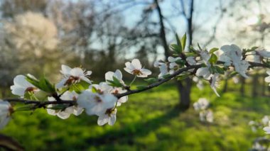 Yumuşak bir yanal hareketle ortaya çıkan bir kiraz ağacı dalı, ılık bahar ışığında narin beyaz yaprakları gösterir..