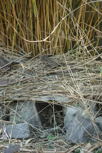 Kum taşı ve samandan inşa edilmiş küçük bir kirpi barınağı vahşi yaşamı ve biyolojik çeşitliliği destekleyen doğal bir bahçe ortamına karışıyor..