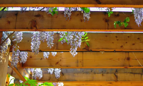 Yaz aylarında asılı çiçek