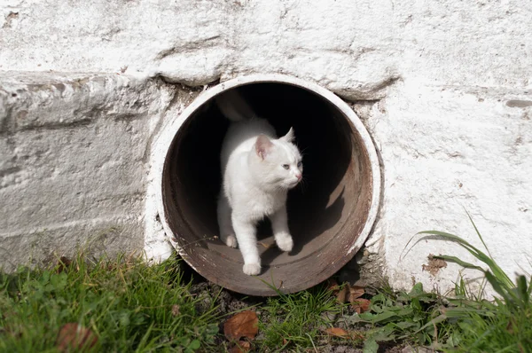 Tüp dışında bilseme-e yavru kedi