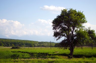 Yaşlı yalnız ağaç