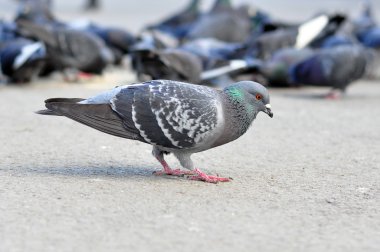 Sokaktaki güvercin.