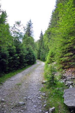 Dağlardaki orman yolu