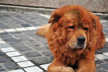 büyük kırmızı köpek