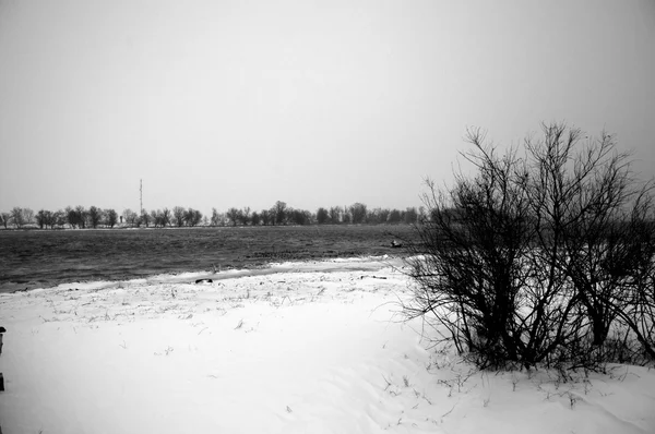 Delta du Danube noir et blanc — Photo