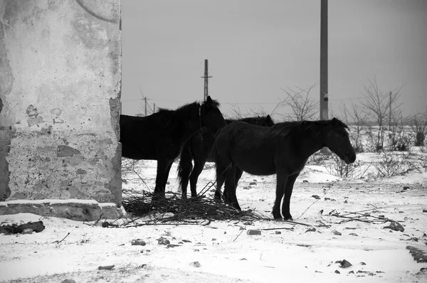 Chevaux abandonnés en hiver — Photo
