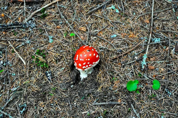 Rode paddestoel in het bos — Stockfoto