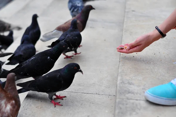 Kız güvercin besleme