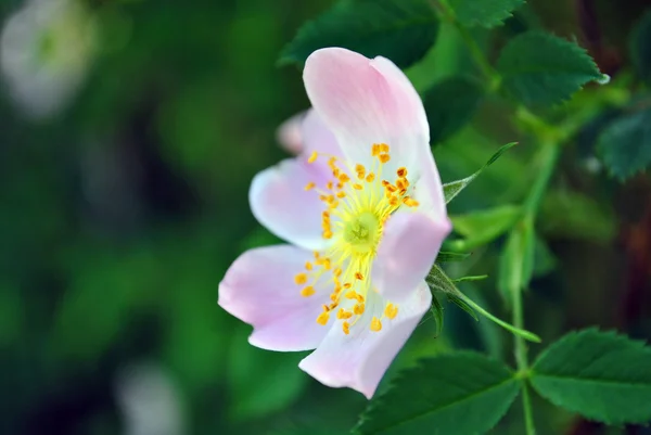 Eglantine virágos-tavaszi — Stock Fotó