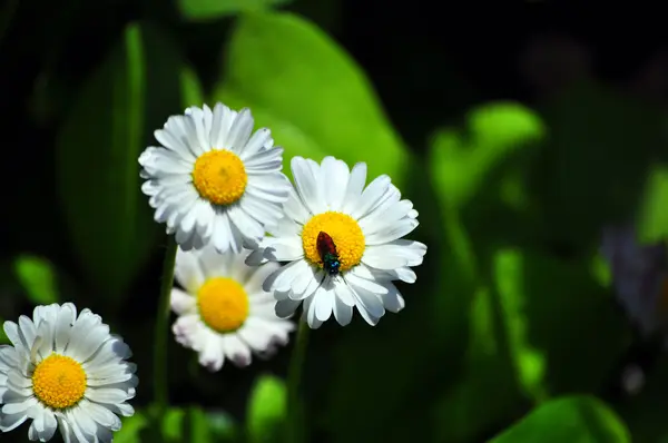 Papatya çiçekler ve böcekler