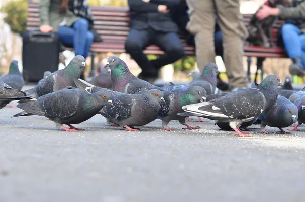 Şehirde güvercinler var.