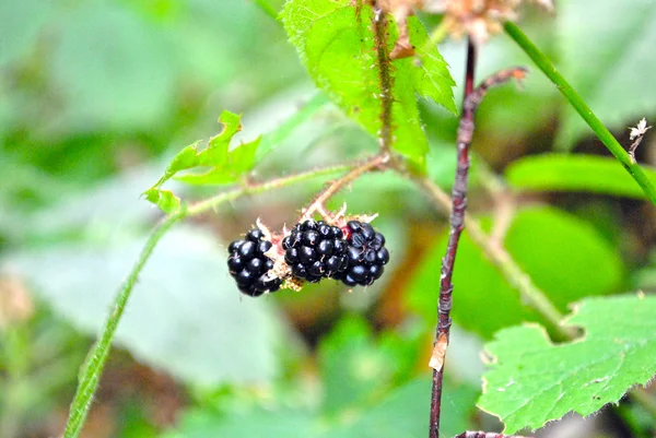 Yaz aylarında black berry