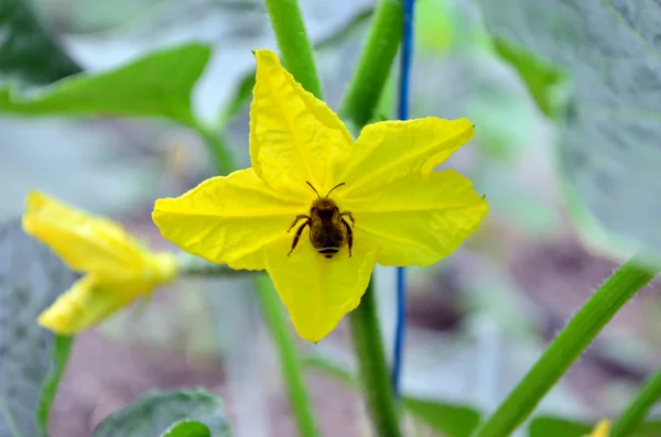 Salatalık çiçek ve bir arı