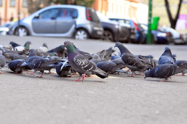 Duiven van de straat — Stockfoto