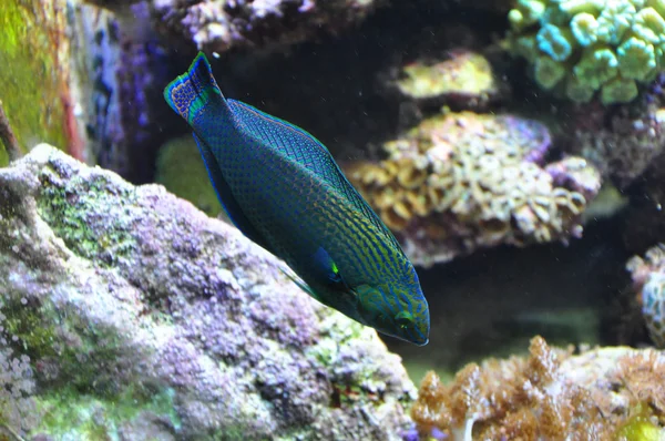 Akvaryumdaki balıklar