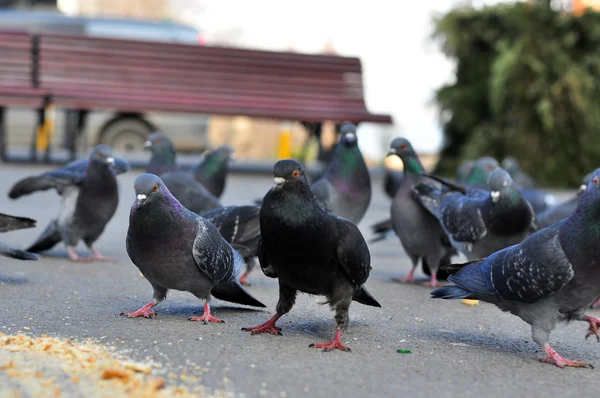 Sokaktaki güvercinler