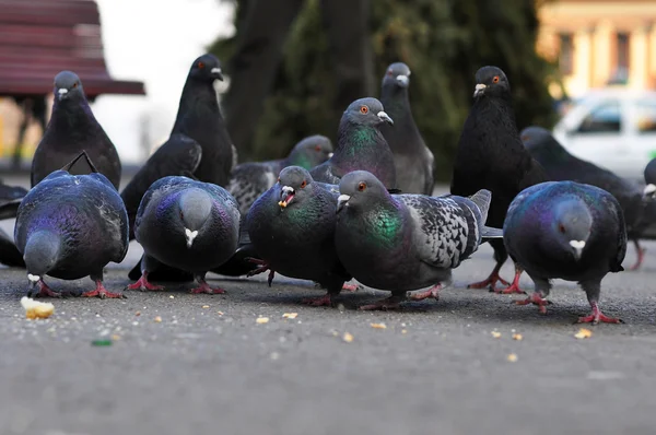 Pigeons on the street — Stock Photo, Image