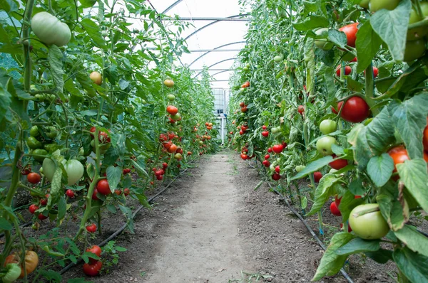 Campo de tomates Imágenes de stock libres de derechos