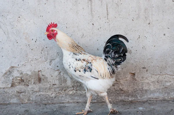 Gallo el campeón Fotos de stock libres de derechos