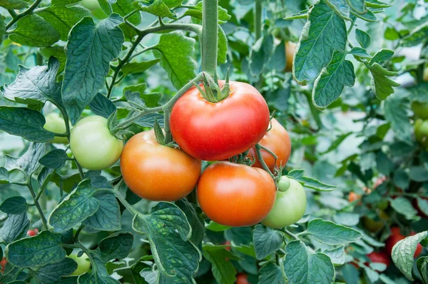 Las verduras de tomate en el invernadero Fotos de stock libres de derechos