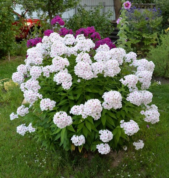 Bush Beyaz ortanca