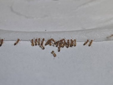 Küçük, açık kahverengi veya kırmızımsı sarı karıncalar kümesi, muhtemelen Firavun karıncalar, temiz, beyaz bir yüzeyin kenarında toplandılar..