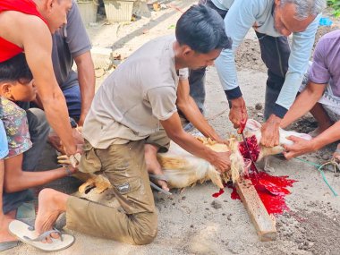 Geleneksel bir hayvan kurban etme töreni düzenleyen bir grup insan, bir hayvanın katledilmesini içeren kültürel bir ayin sergiliyorlar. Sahne grafiksel ve kurban etme eylemini gösteriyor..