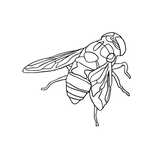 Handgezeichnet Insektenvektor Kritzeln Symbol Illustration — Stockvektor