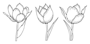 Beyaz arka planda izole edilmiş lalelerin el çizimi