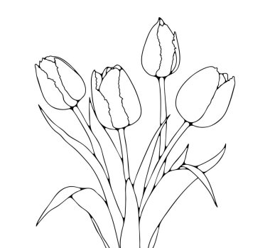 Beyaz arka planda izole edilmiş lale buketi çizimi. Kartpostallar, posterler ve sunumlar için lale çiçeklerinin el çizimi