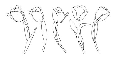 Lale çiçeği çizimi beyaz arkaplanda izole edilmiş. Boyama kitapları, kartlar ve sunumlar için elle çizilmiş lale taslakları.