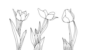 Beyaz arka planda izole edilmiş lale çiçeklerinin ana hatları. Yayınlar, renklendirmeler ve tasarımlar için el çizimi laleler