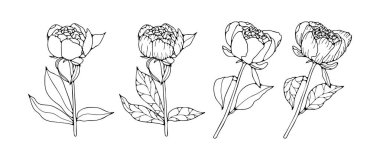 Beyaz arka planda izole edilmiş şakayık çiçeklerinin el çizimi veya taslağı. Vektör çiçek illüstrasyonu.