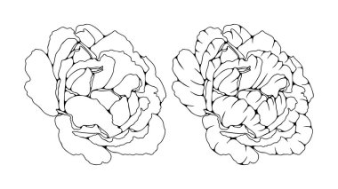Beyaz arka planda izole bir gül çizimi. Çiçek çizimi, gül çizgisi.
