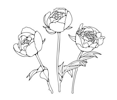 Beyaz bir arka planda izole edilmiş şakayık demeti ya da çizim. Şakayık çiçekli el çizimi vektör çizimi