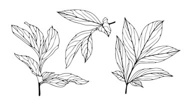 Beyaz arkaplanda yalıtılmış şakayık çiçekleri çizimleri