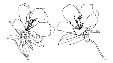 El çizimi açelya çiçekleri beyaz arka planda izole edilmiş yaprak çizimi veya çizimi 