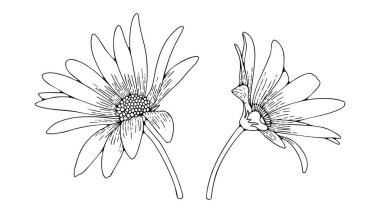 El çizimi papatya çiçeği ana hatları beyaz arkaplanda izole..