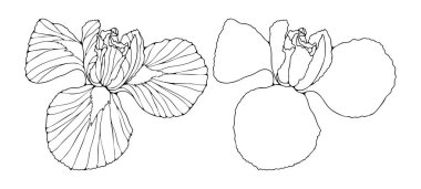 Elle çizilmiş iris çiçeği çizimi, zarif, akıcı taç yapraklarıyla. Minimum botanik tasarım boyama sayfaları, çiçek baskıları ve dekoratif sanat eserleri için mükemmeldir..