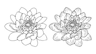 El çizimi bereketli kasımpatı çiçekleri ana hatları ya da çizimi beyaz bir arkaplanda izole edilmiş.