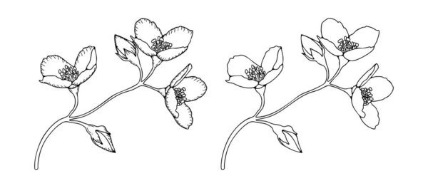 Outline of jasmine flowers branches isolated on white background. Hand drawn sketch of jasmine flower branches