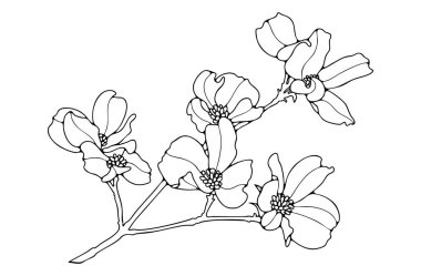 Zarif bir sanat tarzında elle çizilmiş manolya dalı. Boyama sayfaları, çiçek desenleri ve dekoratif tasarım projeleri için mükemmel bir botanik tasarımı..