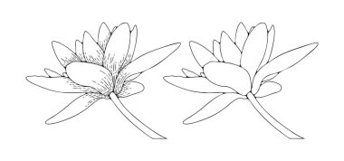 El çizimi nilüfer çiçeği veya nilüfer kabuğu ya da çizimi beyaz arkaplanda izole edilmiş..