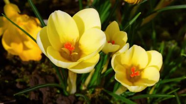 Kışın rüzgarda titreyen beyaz kır çiçekleri ilkbaharın başlarında ilan eder..