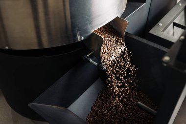 Makineden taze kavrulmuş kahve çekirdekleri dökülüyor.