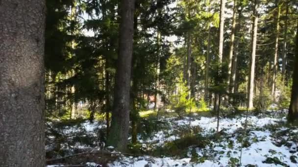 Krásná rakouská lesa poblíž Kirchschlag bei Linz na slunném pozdní zimní den — Stock video