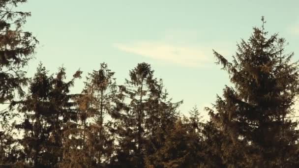 Vackra österrikiska skog nära Kirchschlag bei Linz en soliga vårvintern dag Stockvideo