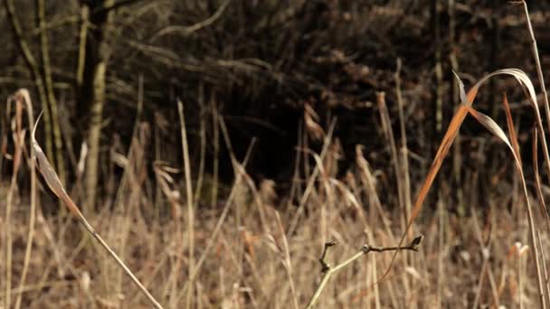 Natuurreservaat wetland op meer Traunsee in Gmunden Opper-Oostenrijk — Stockvideo